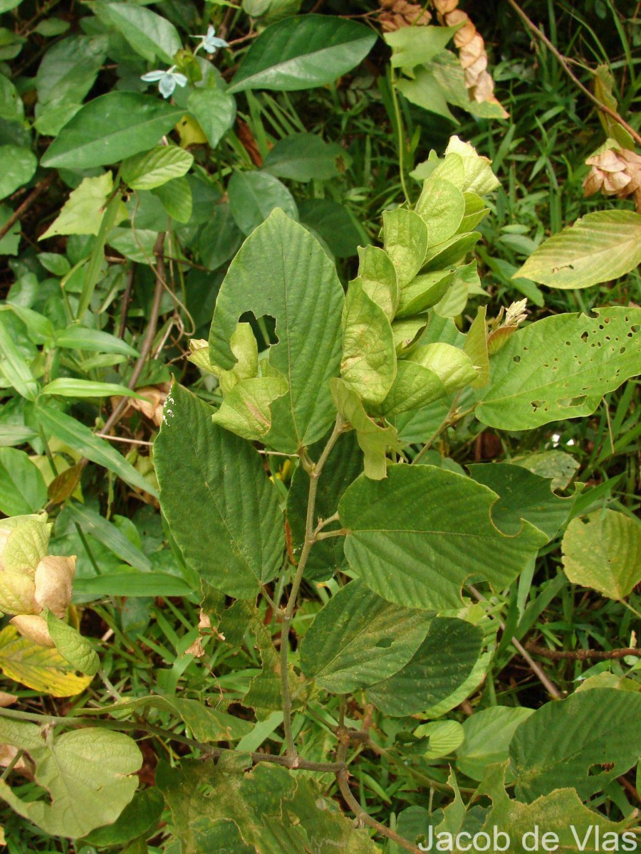 Flemingia strobilifera (L.) W.T.Aiton